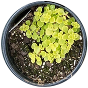 Sedum Ogon, yellow green round succulent leaves in a round pot