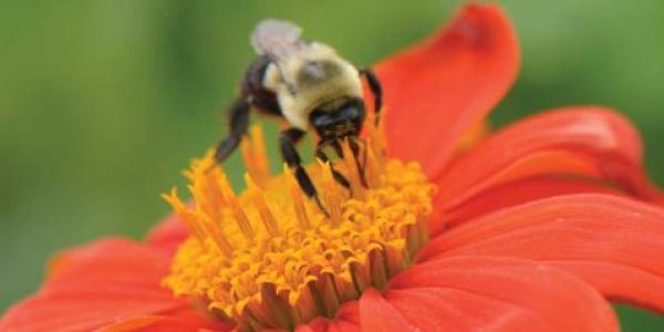 Bumble bee on bright orange Tithonia flower