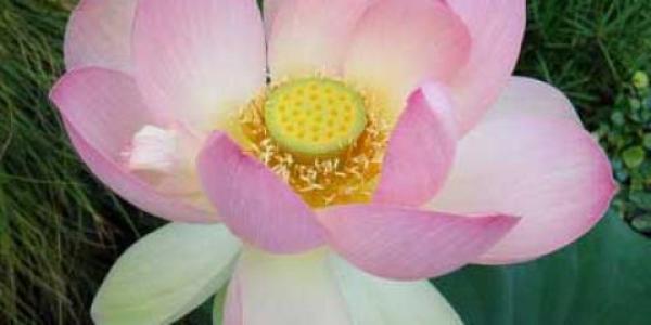 Light pink lotus flower with glowing yellow center