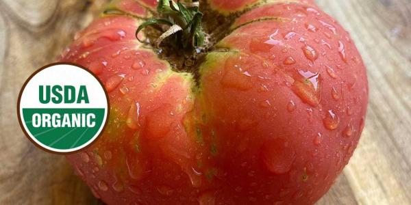 Dewy red Brandywine tomato with USDA Organic symbol