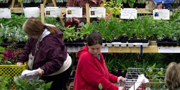 People shopping at the plant sale, many plants on tables