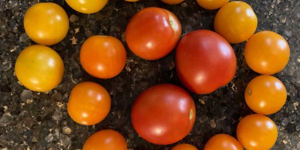 Spiral of tomatoes from yellow to orange to red