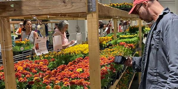 People shopping at the plant sale, many plants on tables