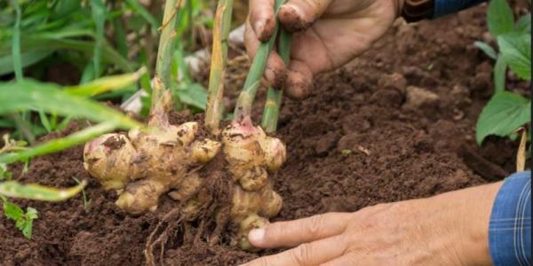 Hands on soil, working with a ginger rhizome, which has green shoots at the top