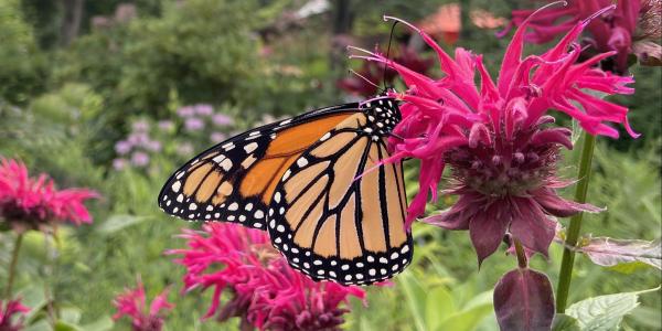 Monarch butterfly on Raspberry Wine Bee Balm