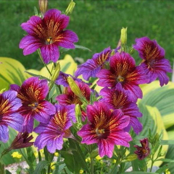 Salpiglossis Royal Purple Bicolor, striated purple flowers with yellow throats
