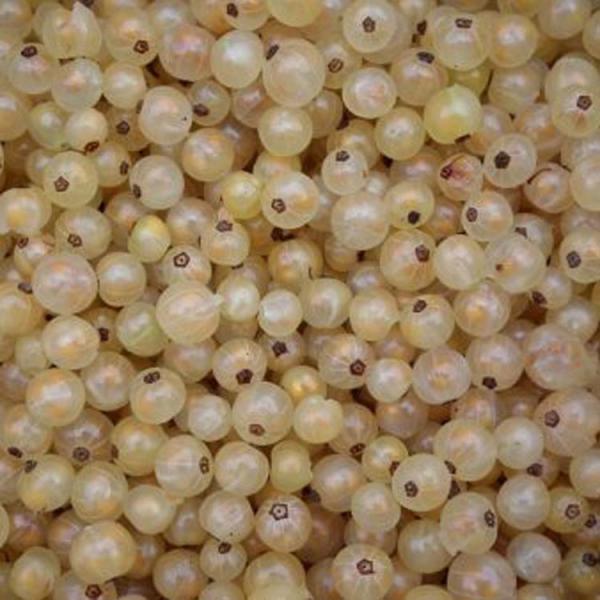 Blanka currants, white round fruits