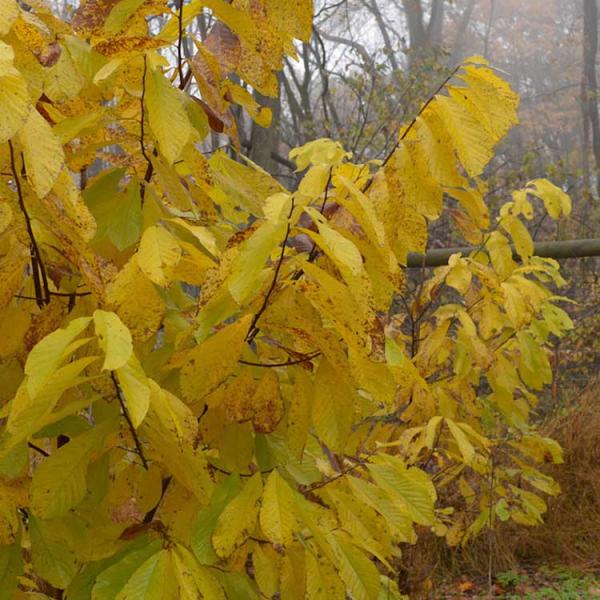 Yellow fall color on a pawpaw tree