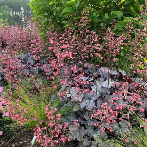 Heuchera Smoke and Mirrors, small pink flowers over low silvery purple plants