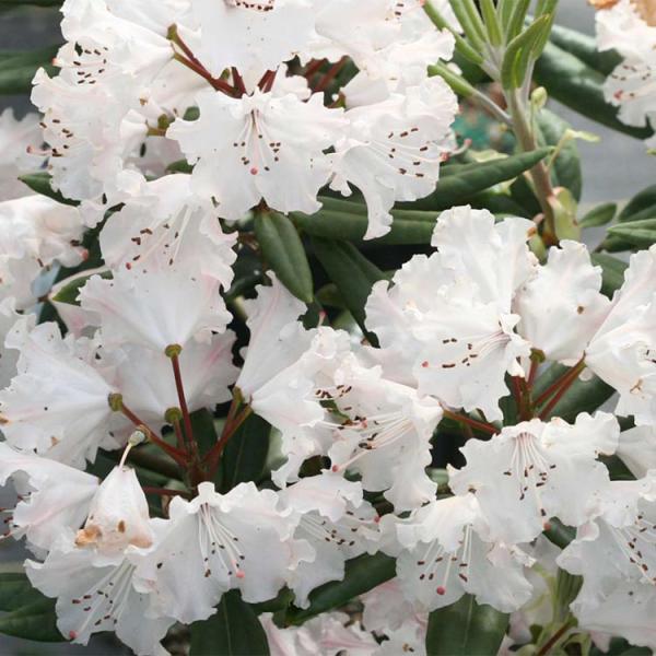 Rhododendron Dandyman Color Wheel, white flowers over dark green leaves
