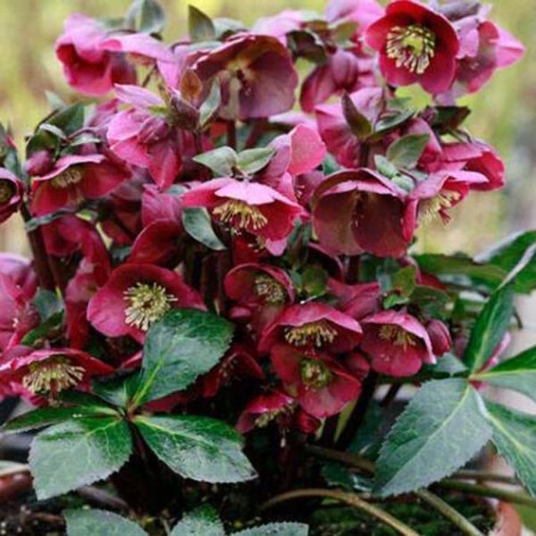 Helleborus Frostkiss Anna's Red, burgundy red flowers over marbled silvery foliage