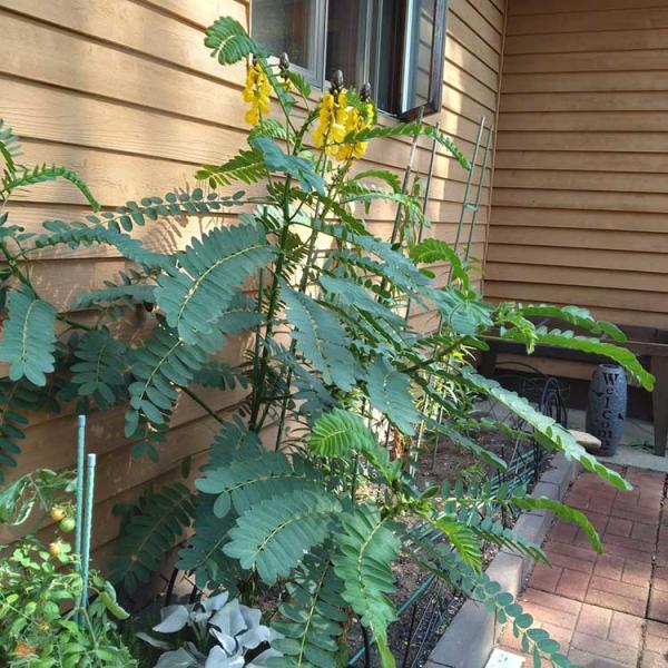 Cassia Popcorn, tall plant with pinnate leaves, yellow flowers