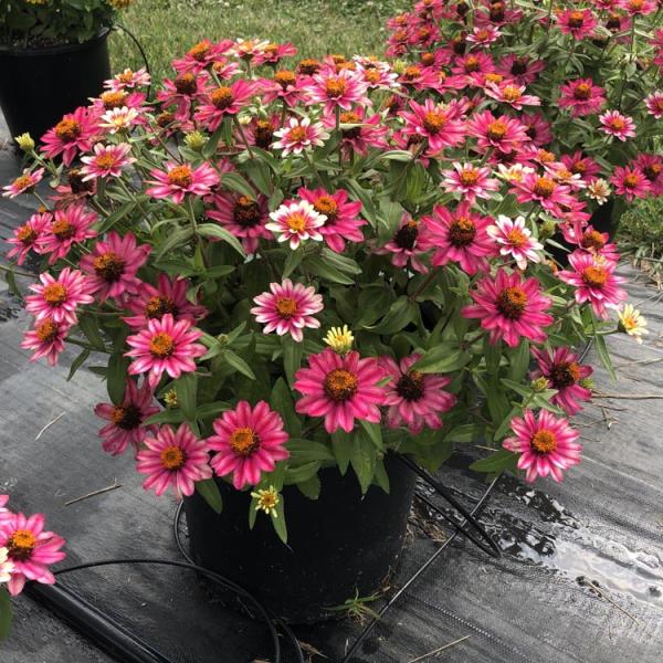 Zinnia Profusion Cherry Bicolor, short zinnias in pink shades