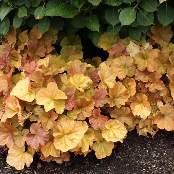 Heuchera Northern Exposure Amber, leaves turned to yellow