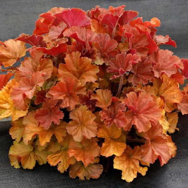 Heuchera Northern Exposure Amber, leaves red to orange to gold