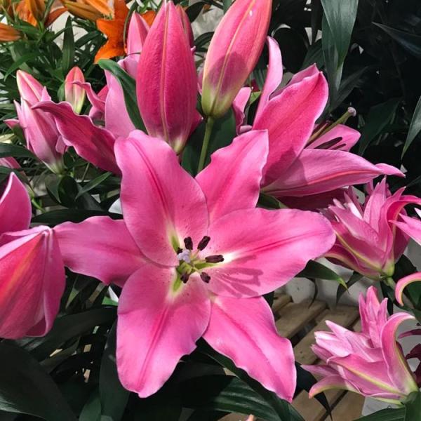Lily, Orienpet - Bastogne | Friends School Plant Sale