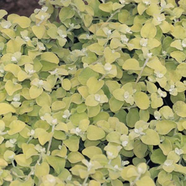 Helichrysum Lemon Licorice, light yellow green rounded leaves