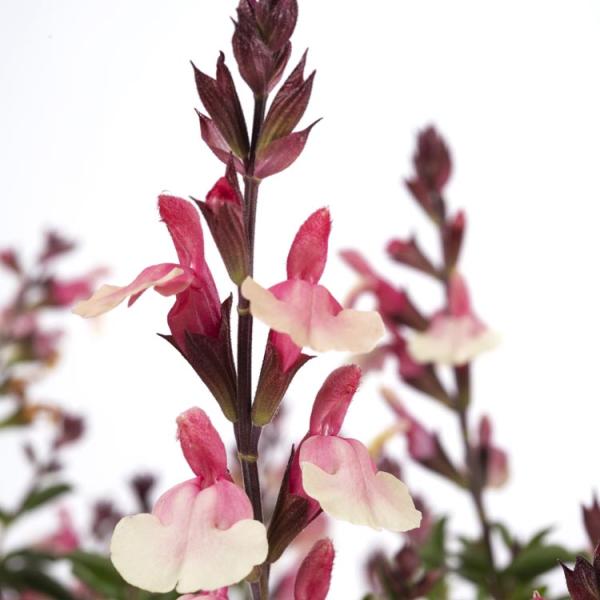 Salvia - Vibe Ignition Sunrise | Friends School Plant Sale