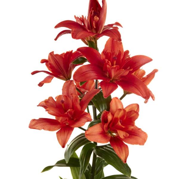 Lily, LA - Caddy | Friends School Plant Sale