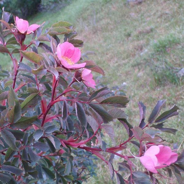 Rosa glauca, pink roses over bluish leaves with red-purple stems