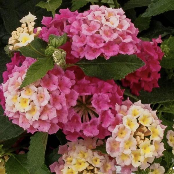 Lantana Bandolista Pink Lemonberry, clusters of white to yellow to light pink to dark pink flowers