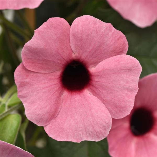 花鈴✨ Black-Eyed Susan Vine - Blushing Susie SUB Arizona Rose Sensation