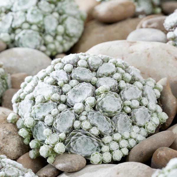 Sempervivum Colorockz Arctic White, pincushion of succulents covered in "spiderwebs"