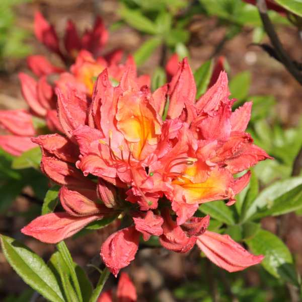 Azalea Sweet Reward Coral, cluster of dark coral flowers and buds