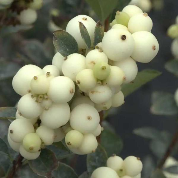 Symphoricarpos Proud Berry Pearl, white globular fruit in a cluster