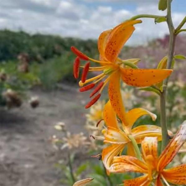 Martagon lily Sing Out, orange out-facing flowers with narrow petals