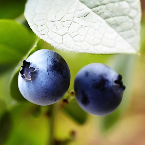 Brunswick blueberry, round blue berries.