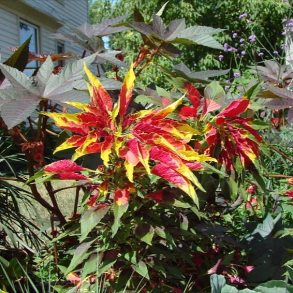 Amaranthus Tricolor, red and yellow leaves, very bright