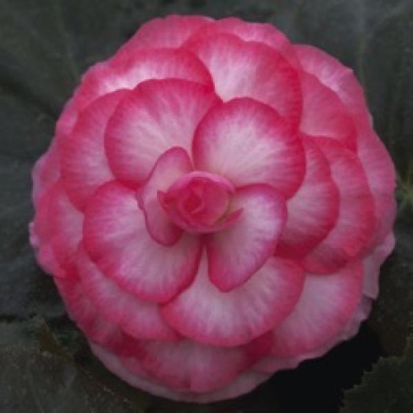 Tuberous begonia, Go Go Rose Bicolor, white to dark pink petals