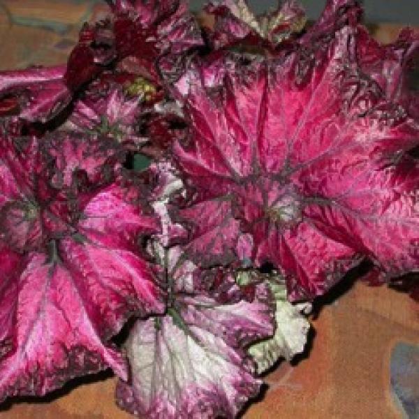 Rex begonia, this one has pink to maroon leaves in a swirl