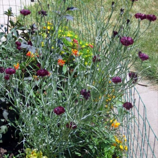 Centaurea cyanus 'Black Gem' Bachelor's Buttons