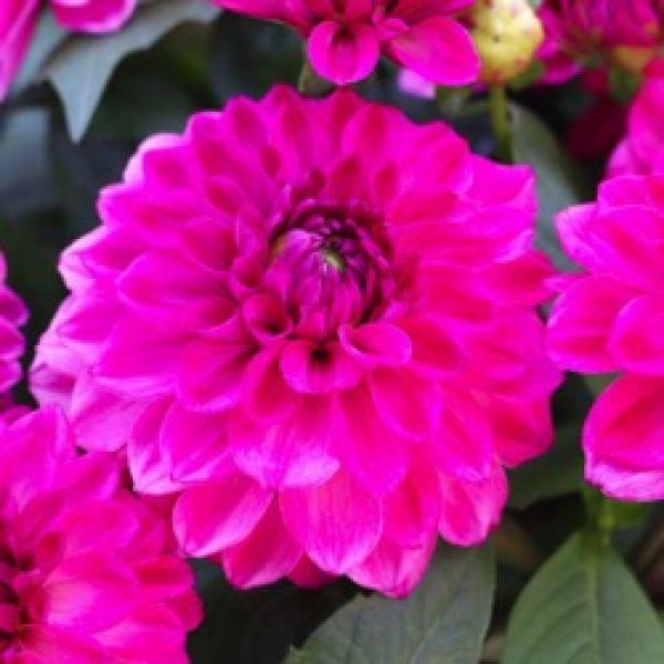 Dahlia Hypnotica Pink Bicolor, bright pink with white edges