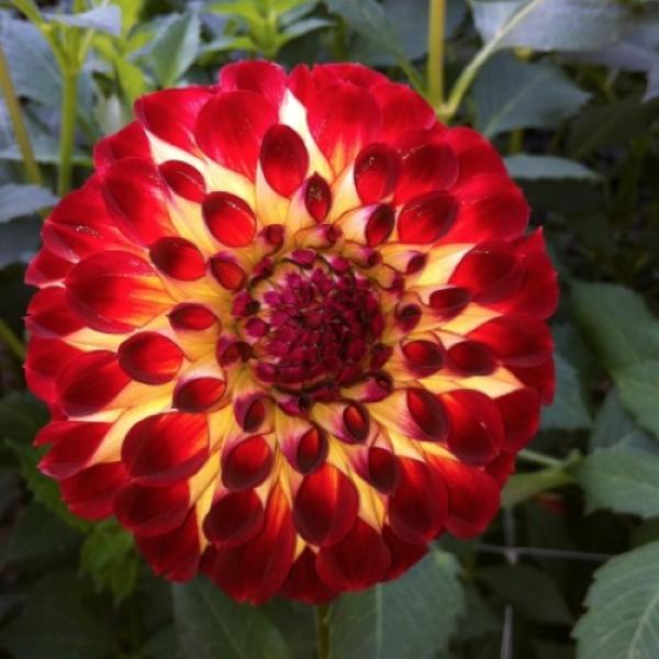 Dahlia, Tubers - Jowey Joshua | Friends School Plant Sale