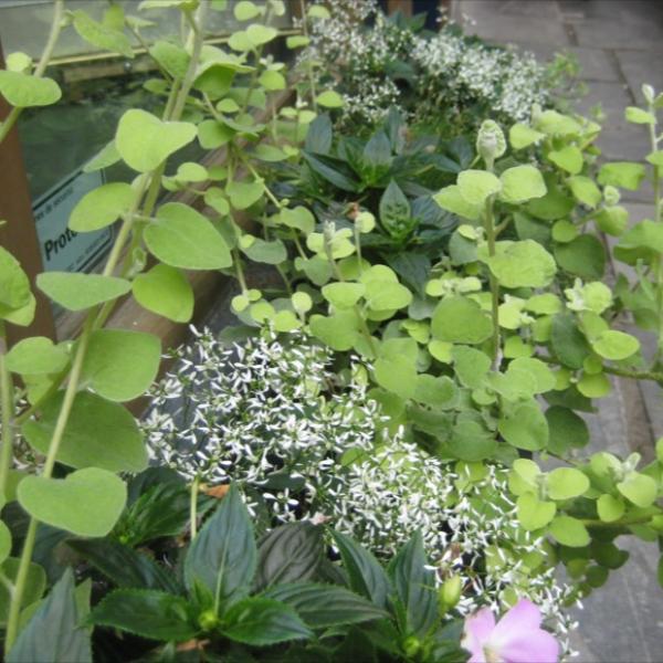 Euphorbia 'Diamond Frost', tiny white flowers with trailing lime licorice