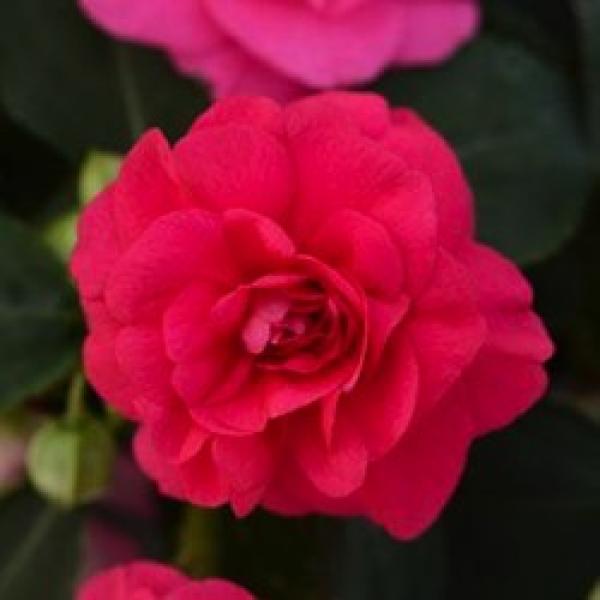 Impatiens, Double - Fiesta Bonita Rose | Friends School Plant Sale