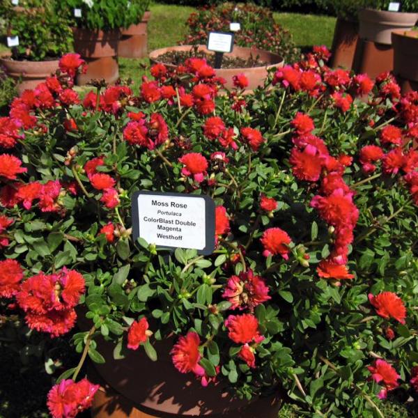 Portulaca grandiflora Colorblast Double Magenta, double flowers with ruffled petals in shades of deep magenta