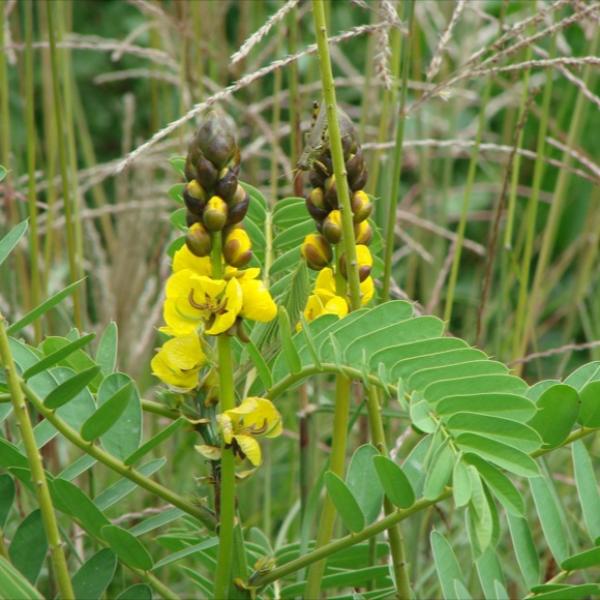 Cassia 'Popcorn', yellow flowers with brown centers, pinnate leaves