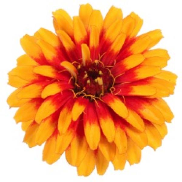 Zinnia Sweet Tooth Candy Corn, gold and red petals