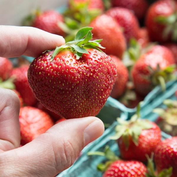 Archer strawberry, very large red fruit