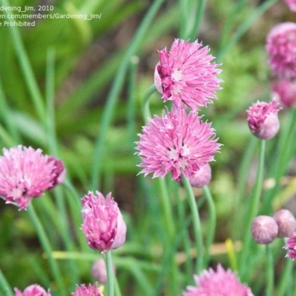 Chives Forescate, pompon of tightly clustered tiny pink flowers