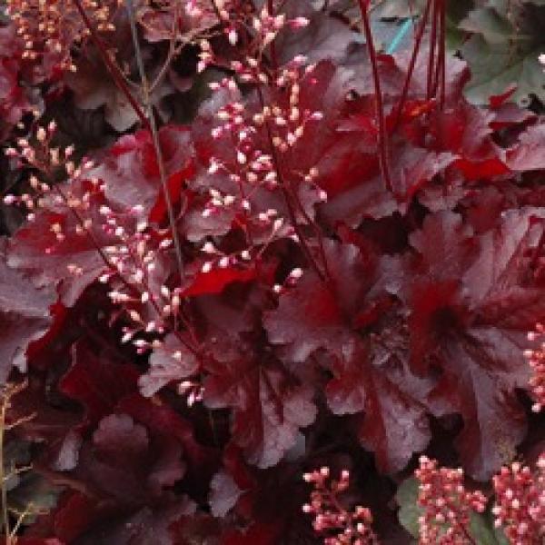 Heuchera Forever Red, red leaves and light pink flowers