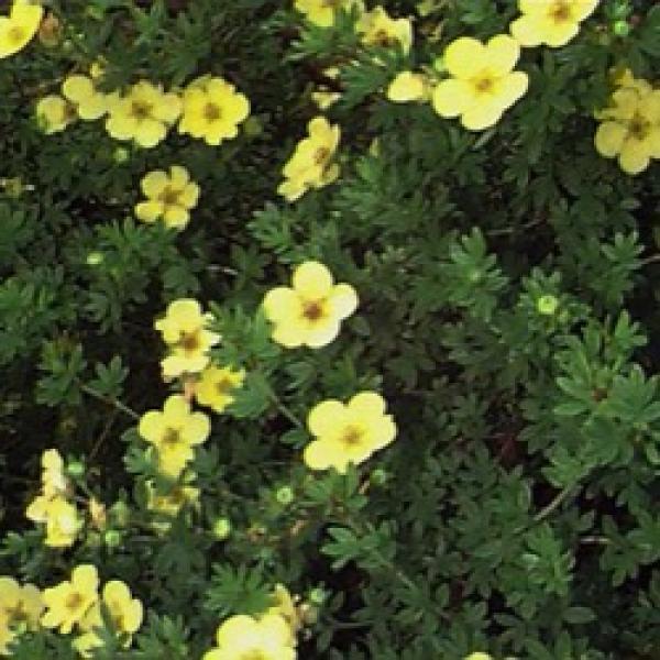 Potentilla Absaraka, light yellow flowers