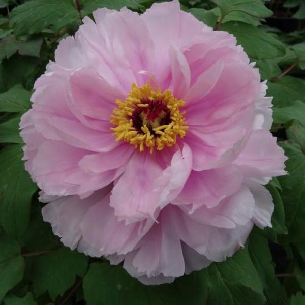 peony-woody-hana-kisoi-friends-school-plant-sale