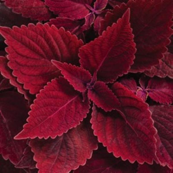 Coleus Color Blaze Ridiculous, dark red leaves