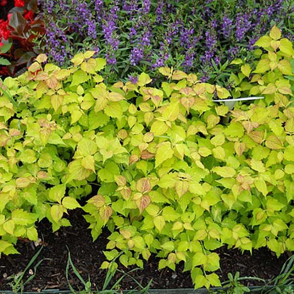 Leycesteria Jealousy, bright yellow-green leaves