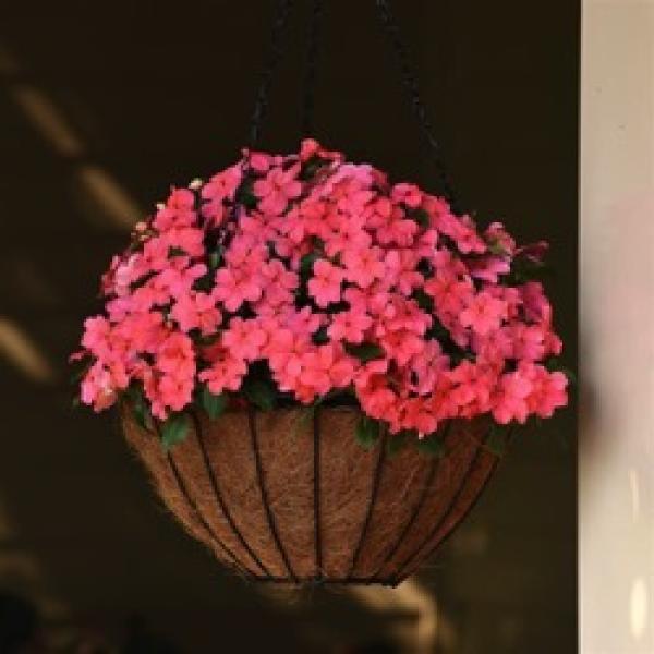 Impatiens Beacon Coral, coral pink flowers